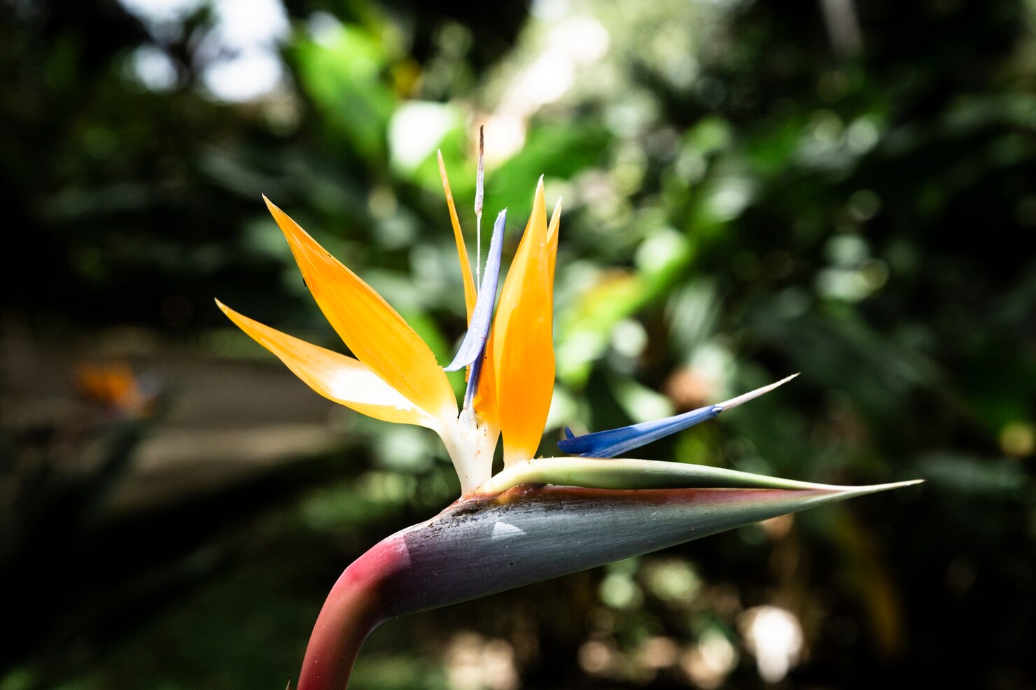 Bird of Paradise